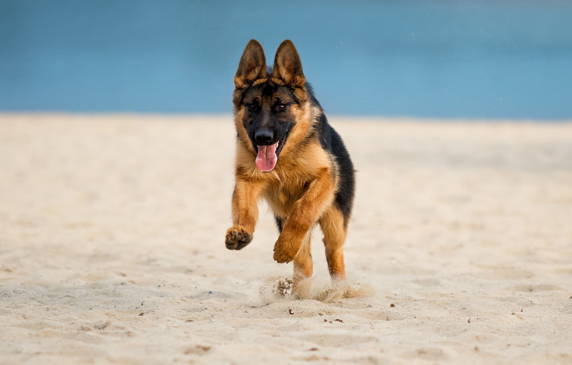 teach your puppy to come when called