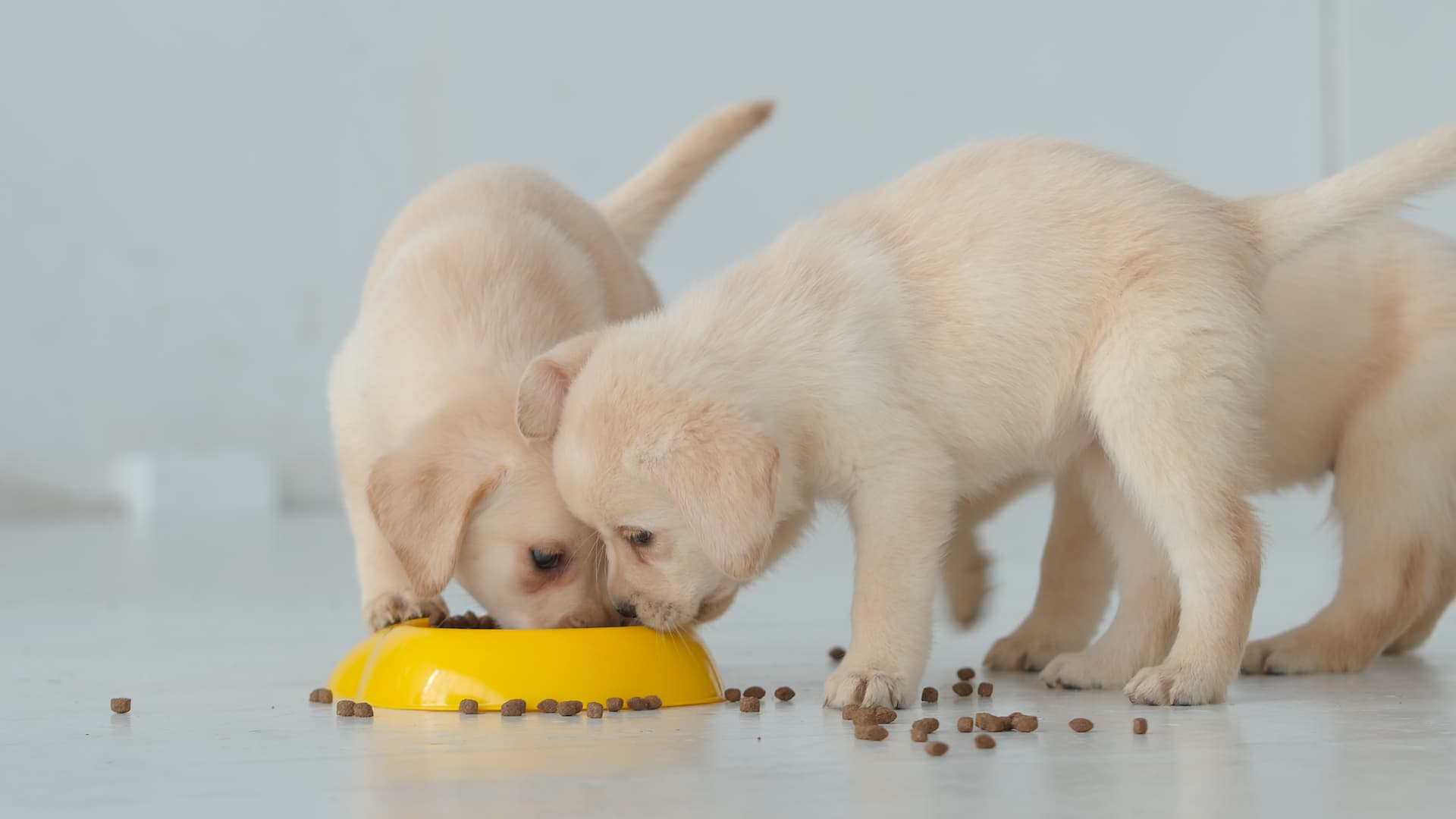 dog feeding