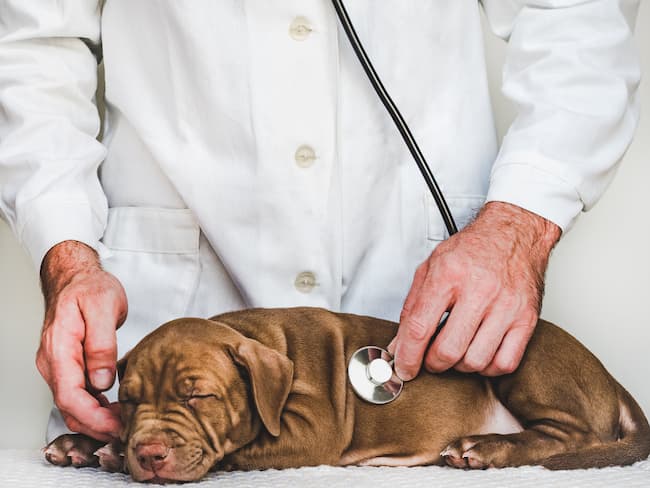 healthy dog