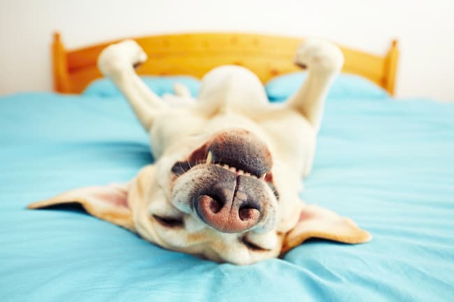 happy dog