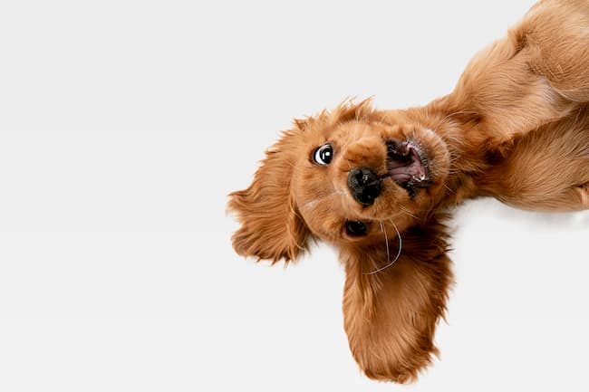 happy dog