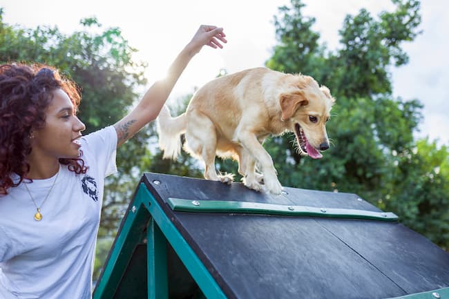 active dog