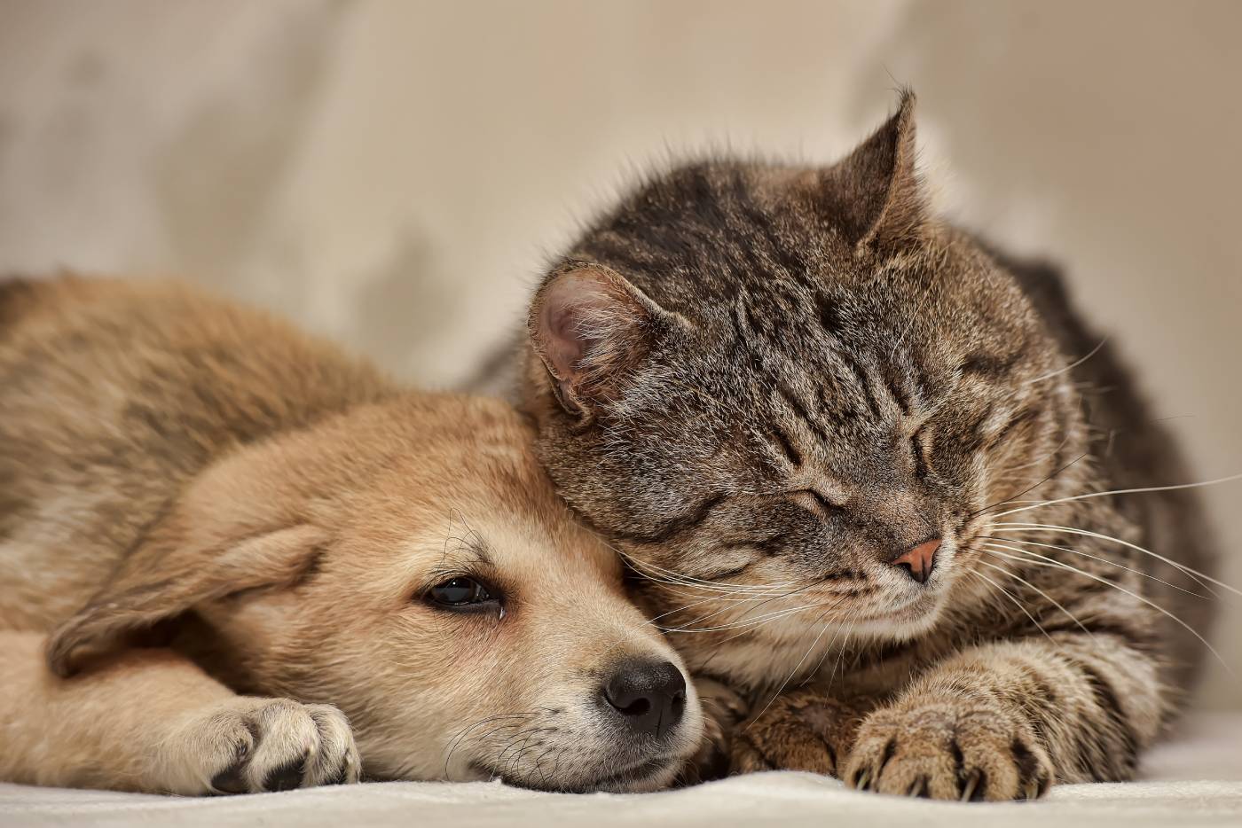 introduce a cat to an adult dog