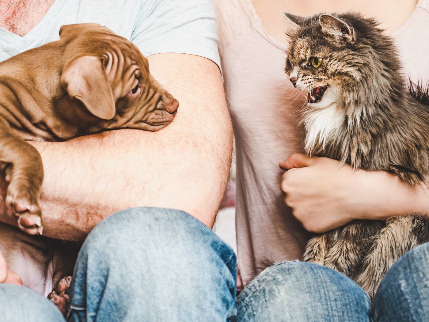 cat aggressive to a dog