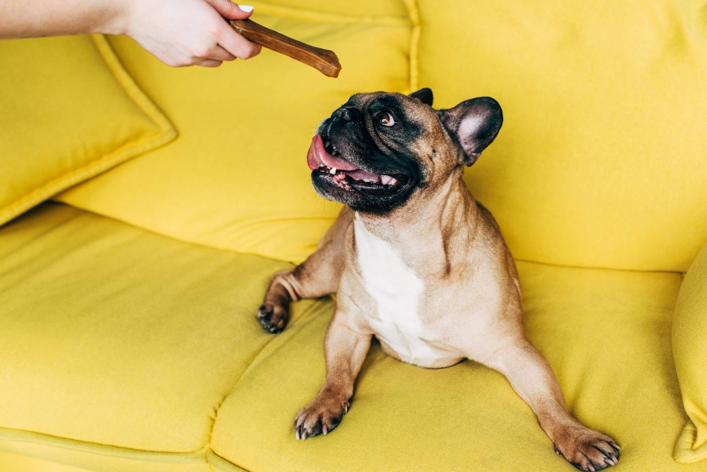 dog tricks rewards