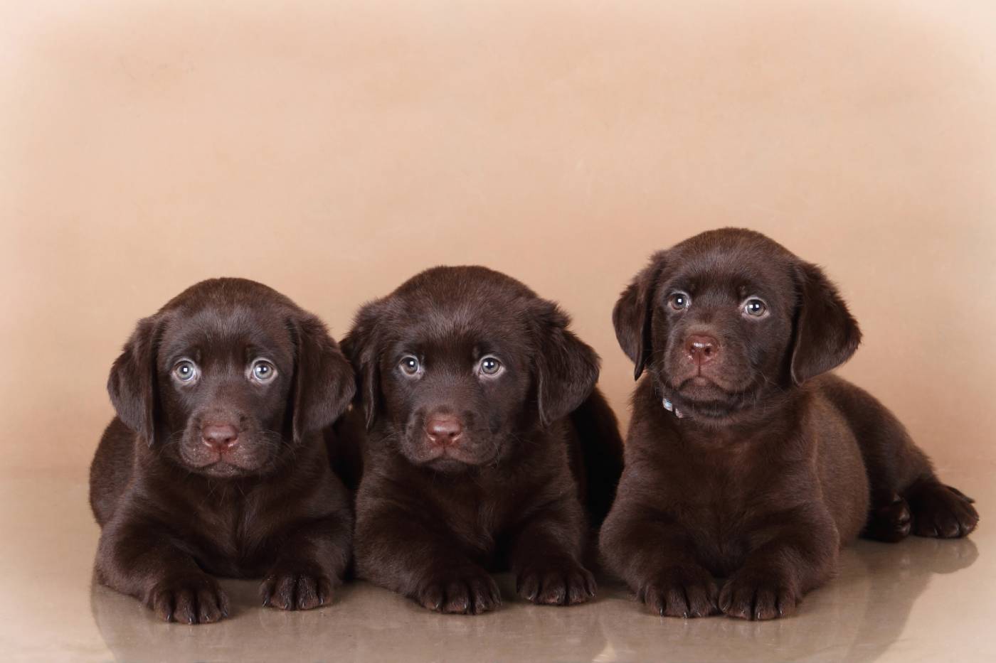 second dog puppy