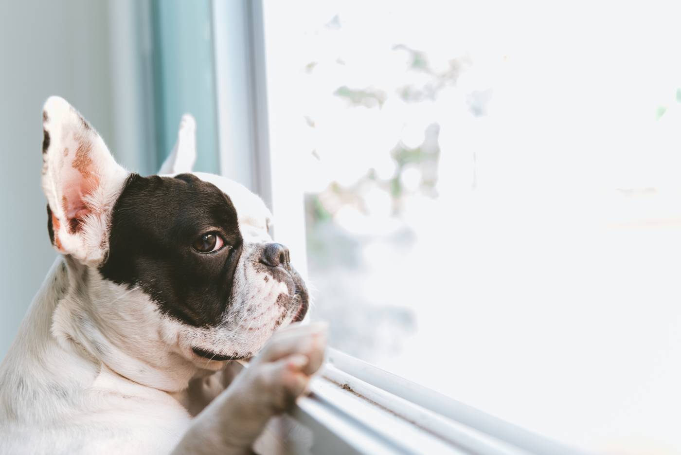 Dog howling