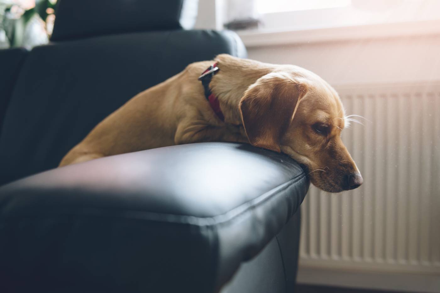 Dog separation anxiety returns