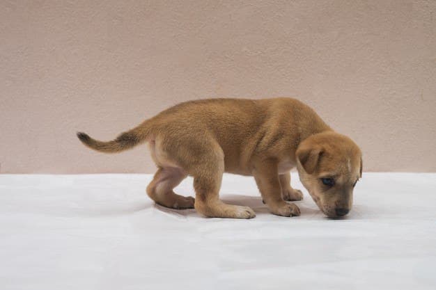 Puppy on bed