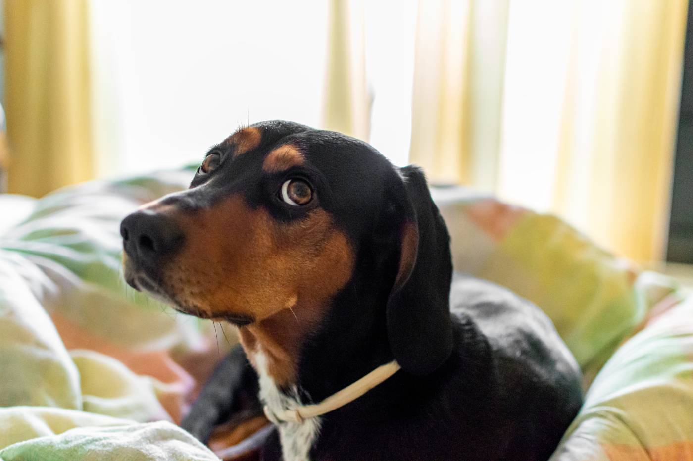 Dog pees on bed