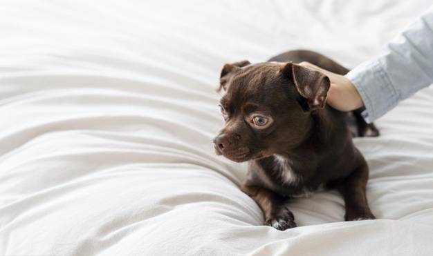Small dog on bed