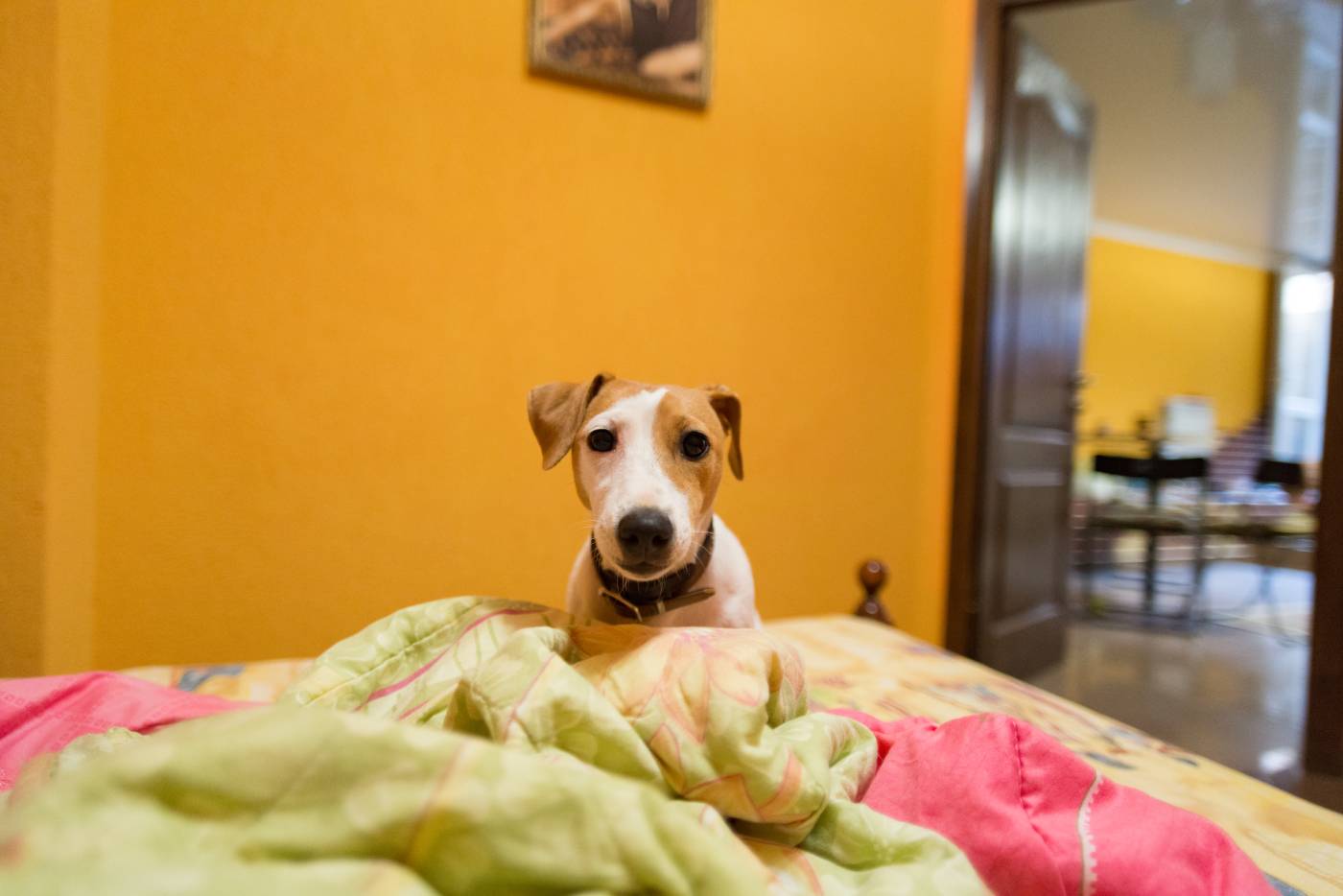 Dog on bed
