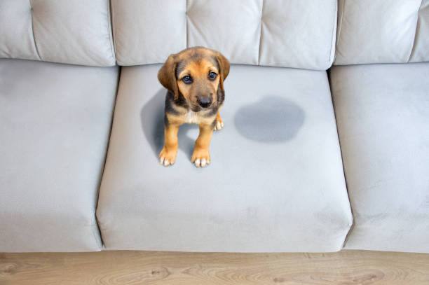 Dog on sofa
