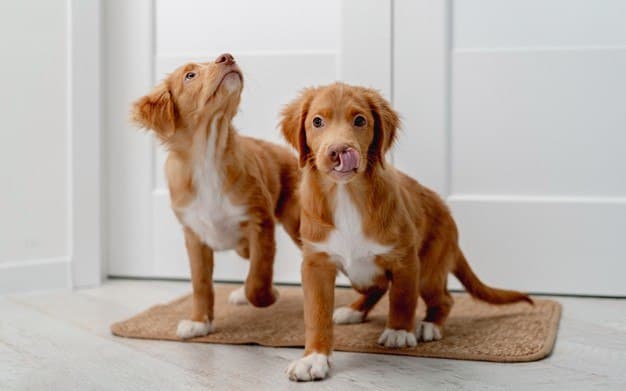 Dogs on the door