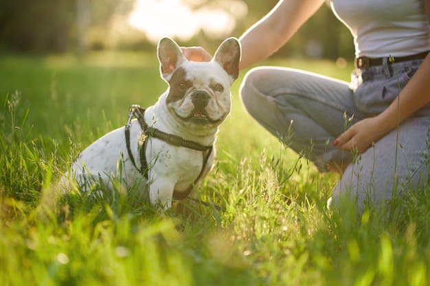 Dog on leash