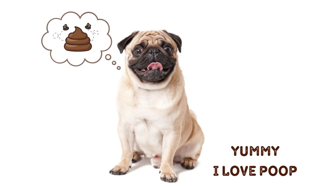 Dogs love eating poop