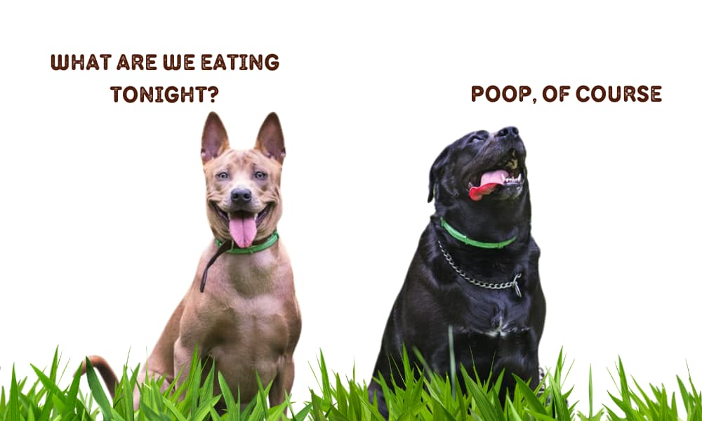 Why do dogs eat poop